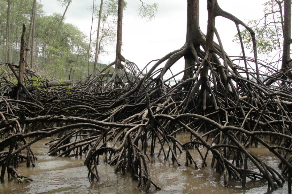 El manglar, una empresa que da empleo
