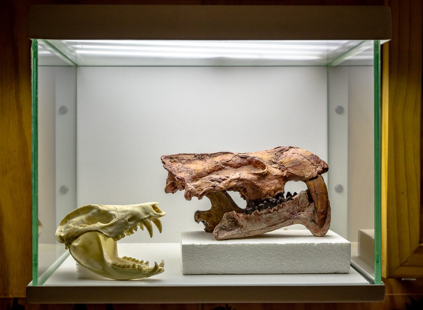 Más de mil personas piden salvar el museo que resguarda los fósiles de La Tatacoa