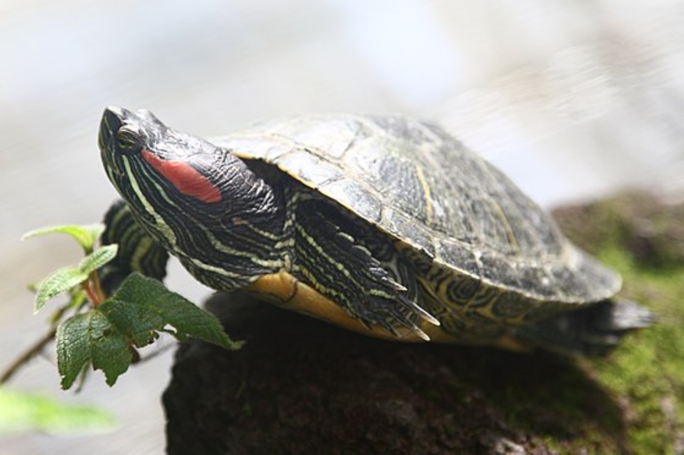 Las 13 especies exóticas invasoras que más inquietan a los países del Caribe