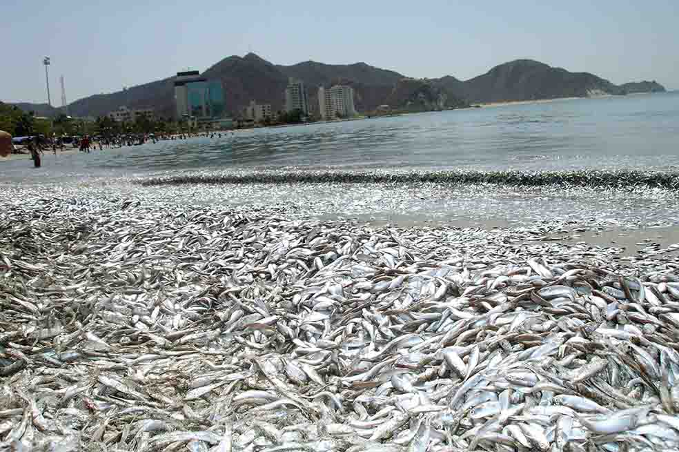 Peces no murieron por dinamita en Santa Marta