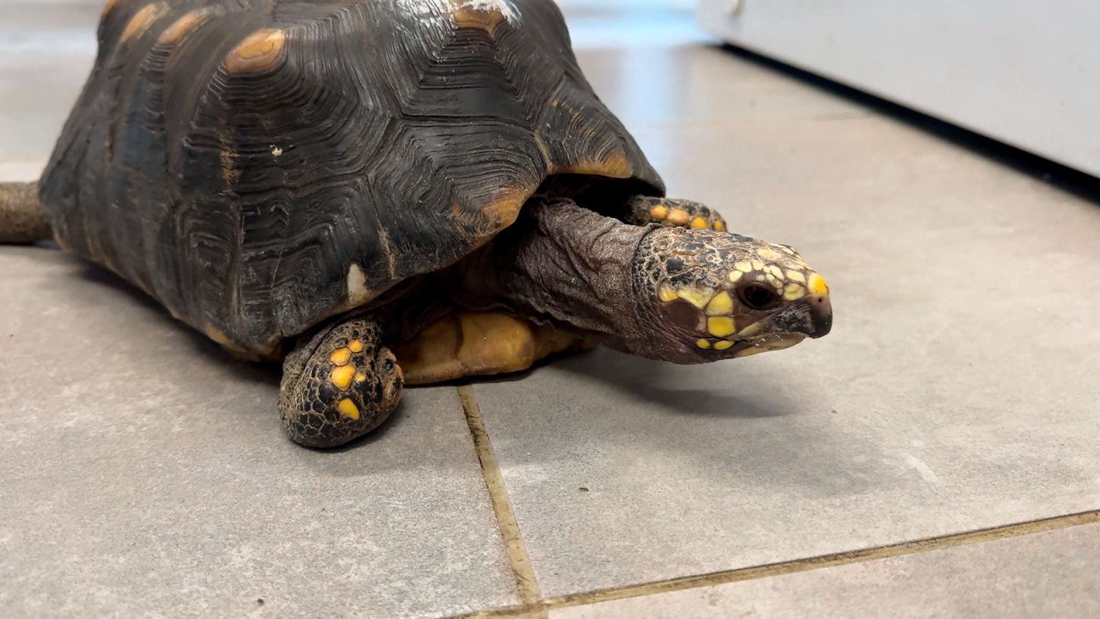 Preocupación en el Valle de Aburrá por tráfico de tortugas morrocoy