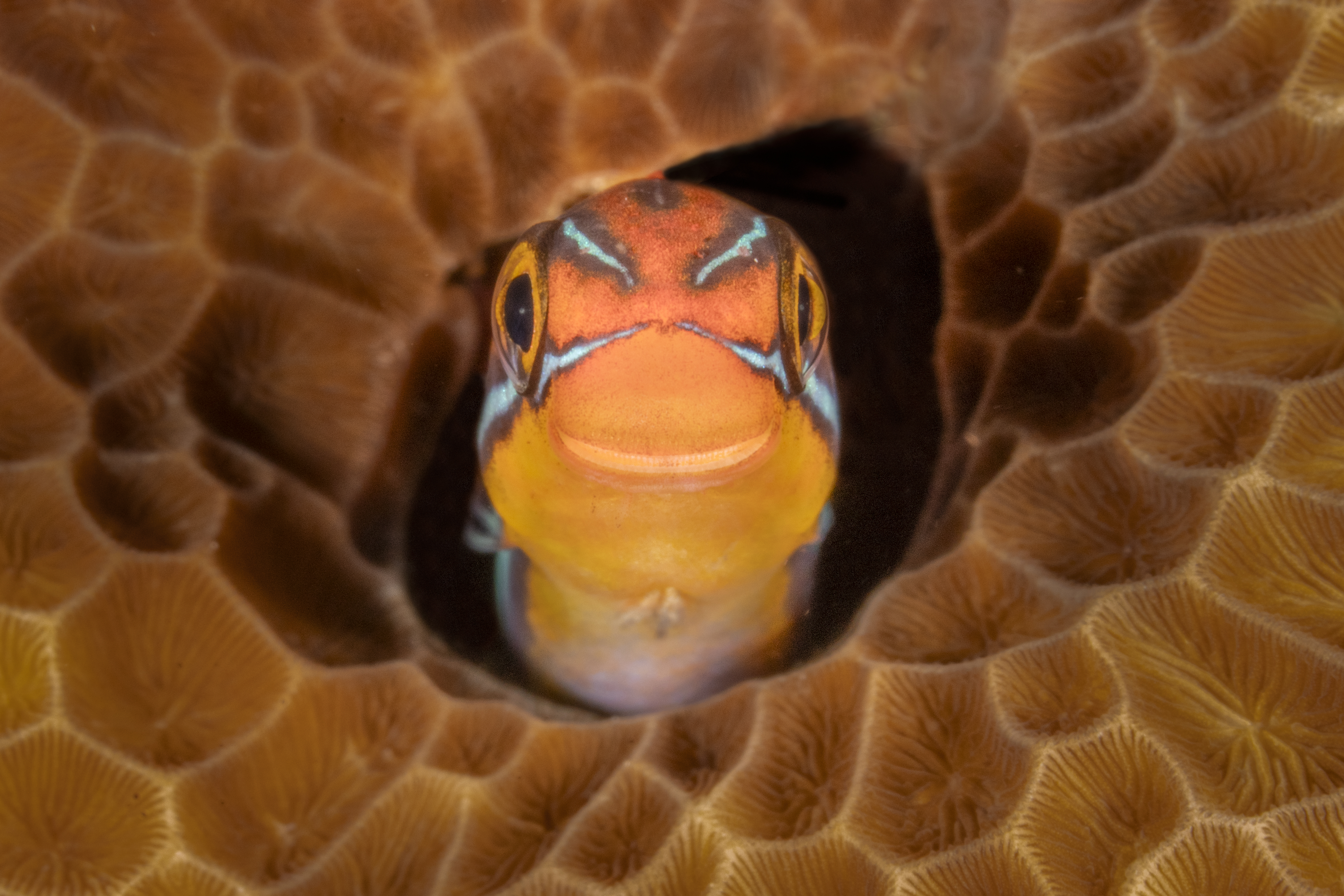 Smiley por Jenny Stock.