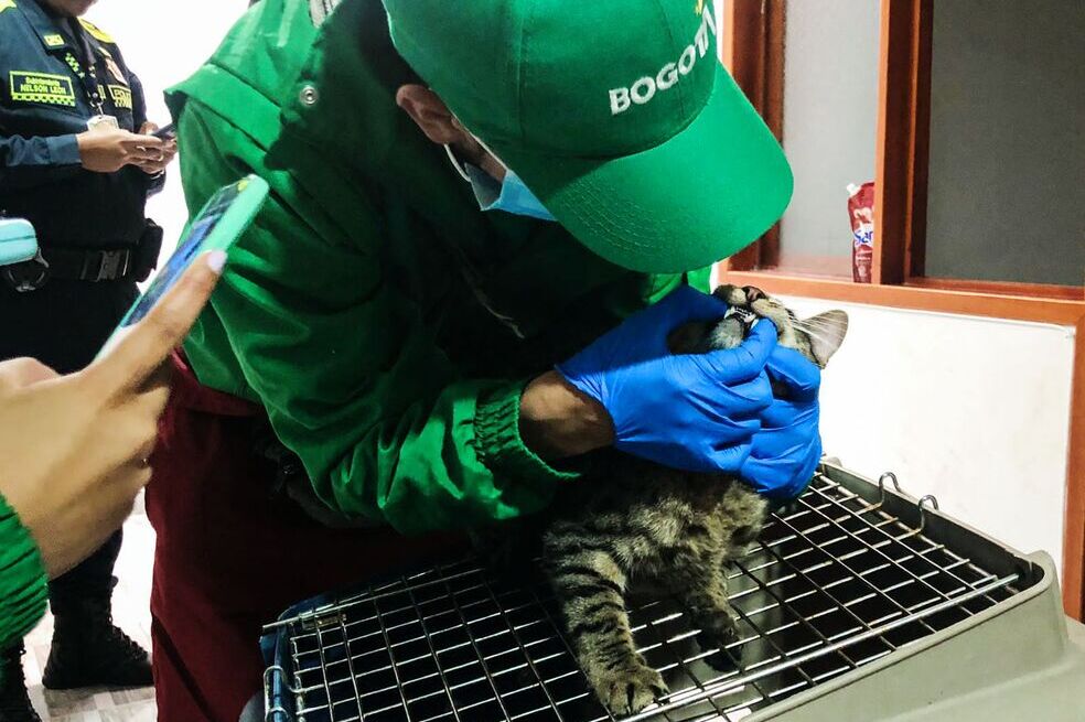 Médicos veterinarios de diferentes entidades del Distrito acudieron a hacer la valoración de los animales.