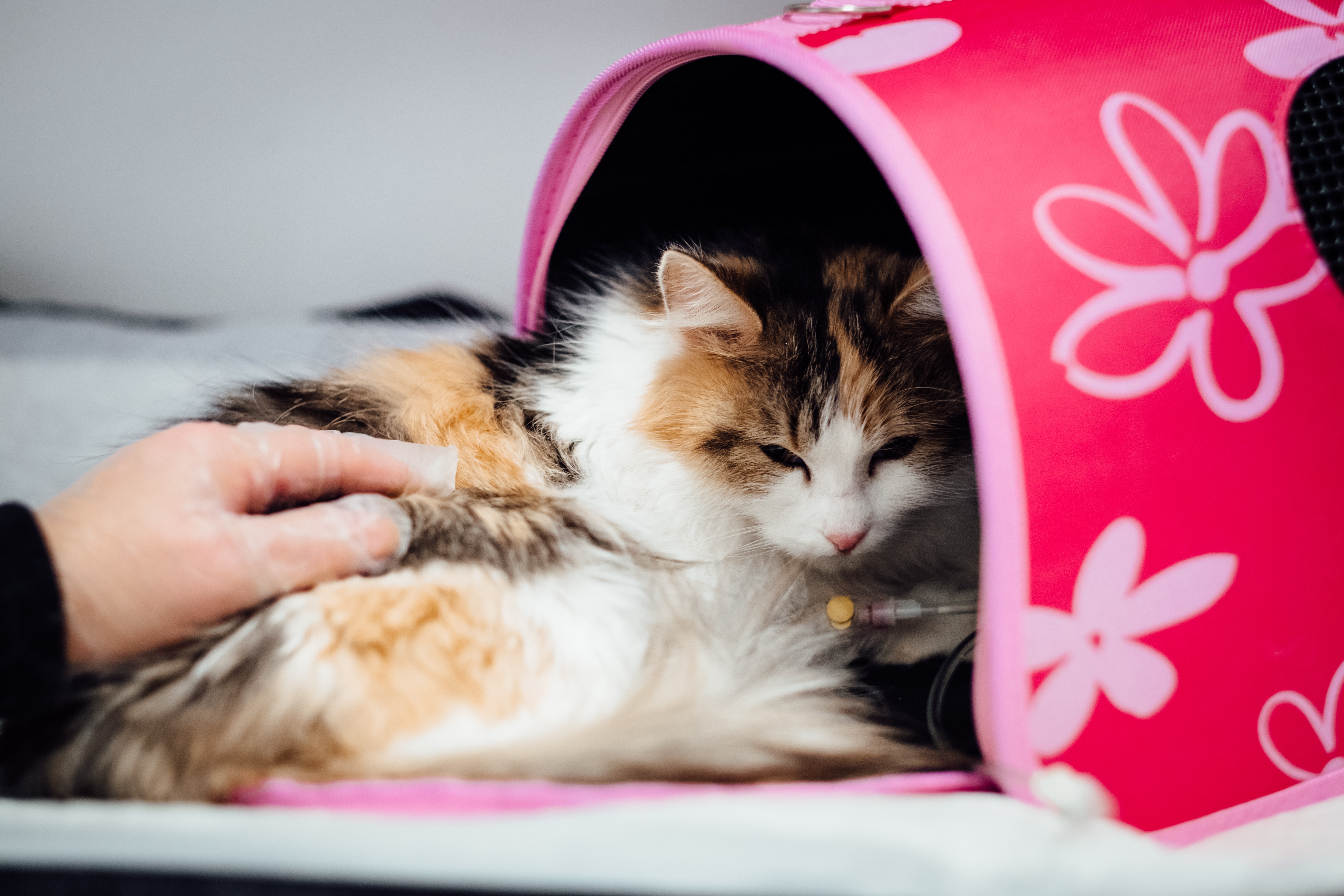 Moquillo en perros y gatos: síntomas, tratamiento y prevención