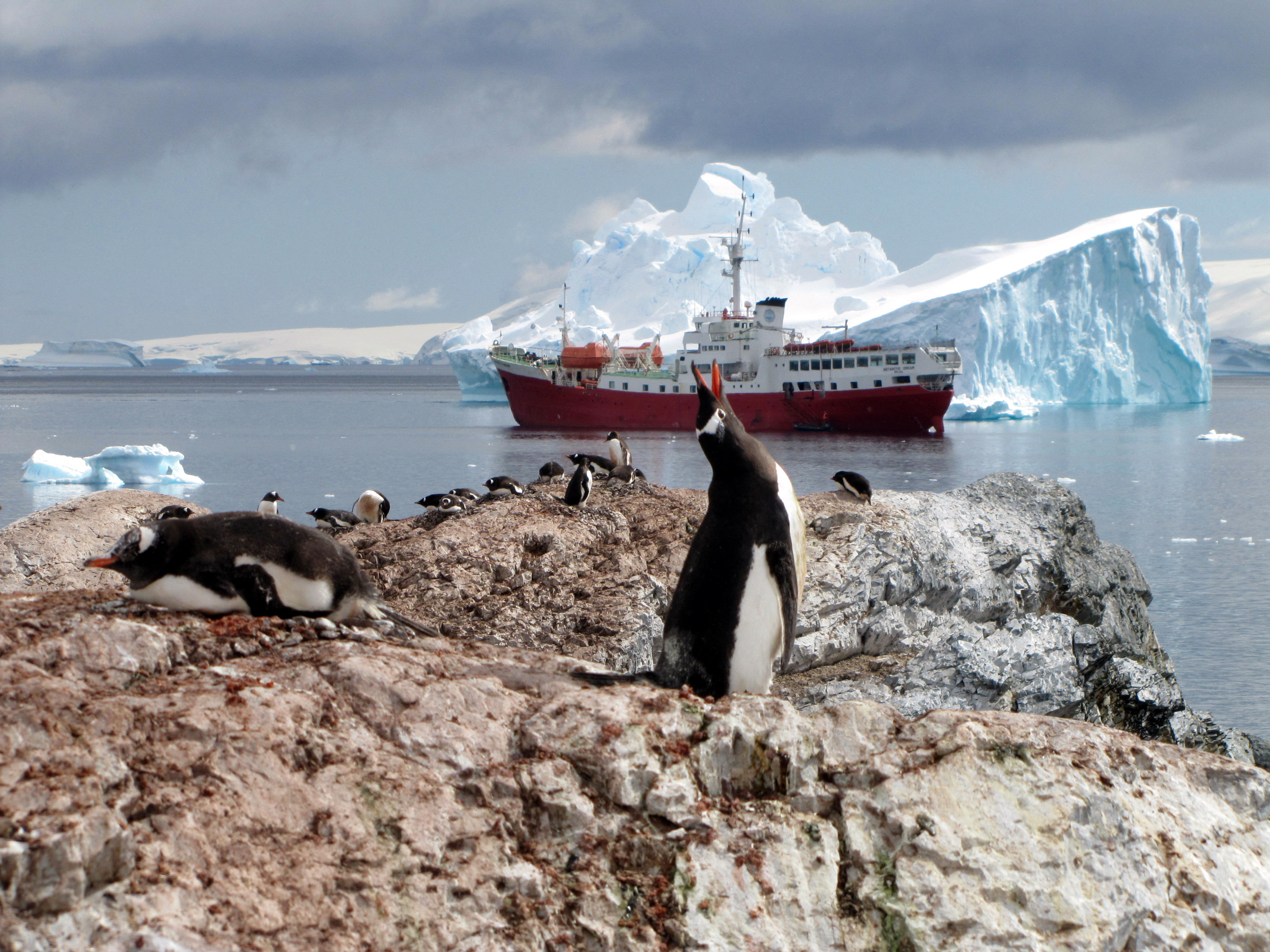 (FILES) Penguins are seen on January 1, 2010 on the Antartic Peninsula.