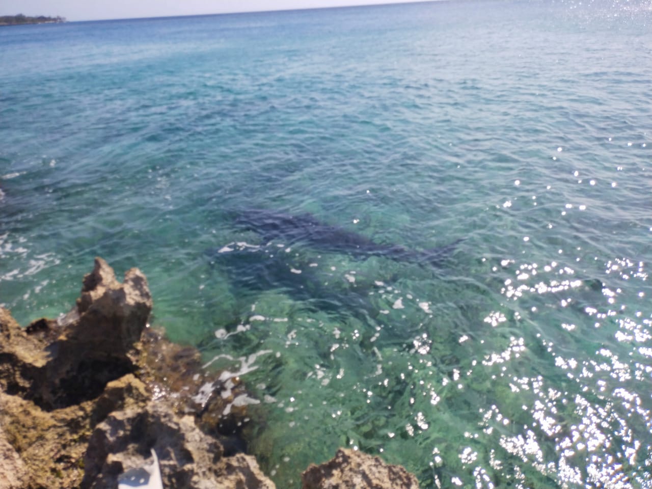 Prohíben alimentar a tiburones en San Andrés