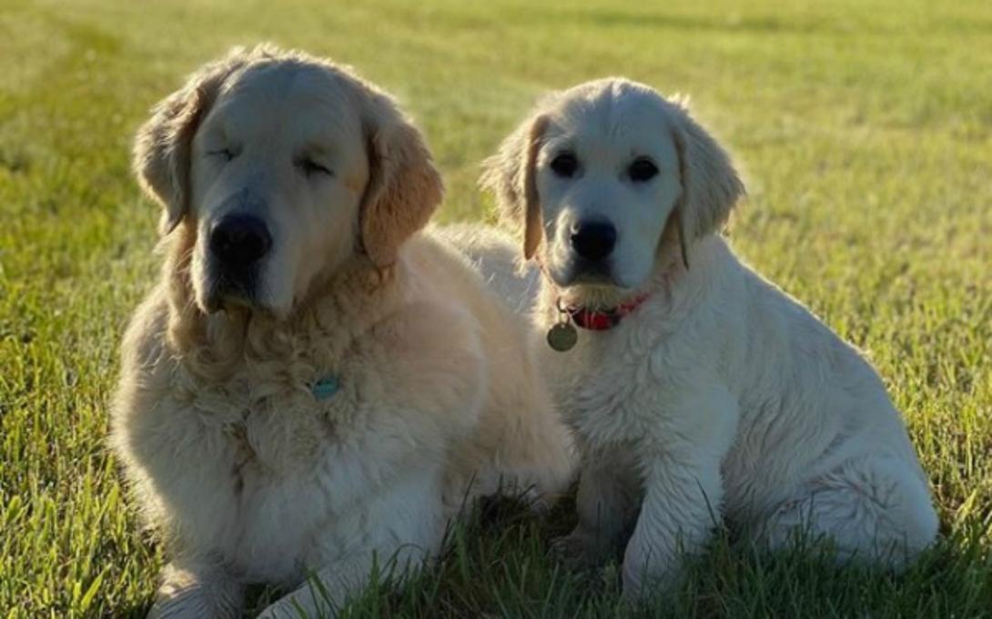 Tao, el perro ciego que tenía su propio perro guía: esta es su historia