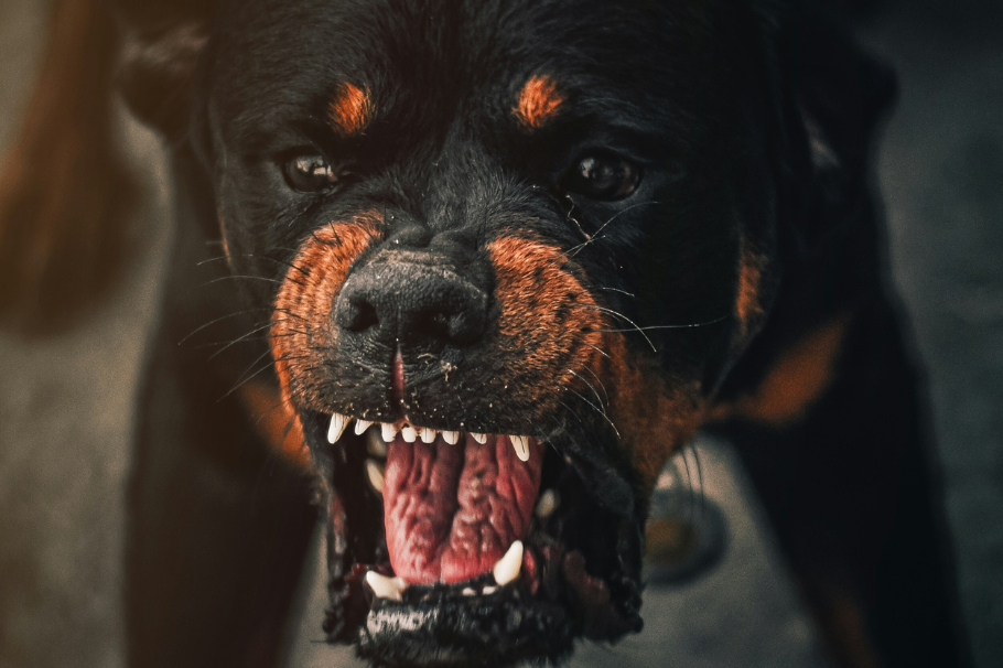 Descubre por qué tu perro es agresivo y aprende a corregirlo