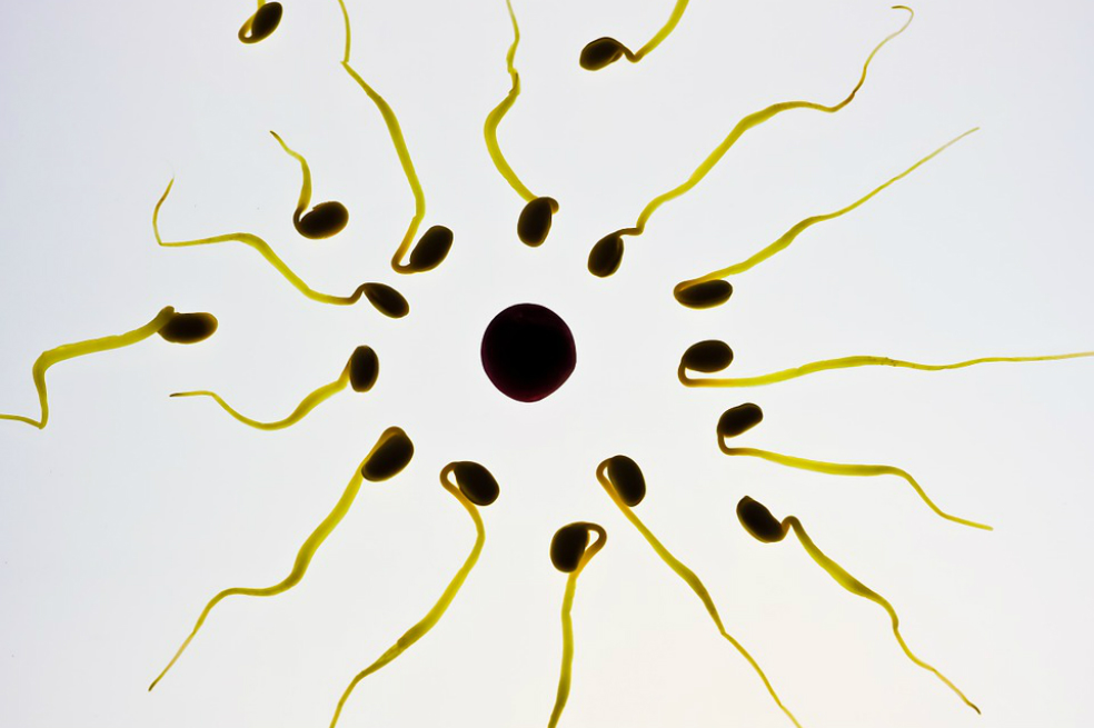 El secreto de los espermatozoides para penetrar un óvulo está en su ritmo