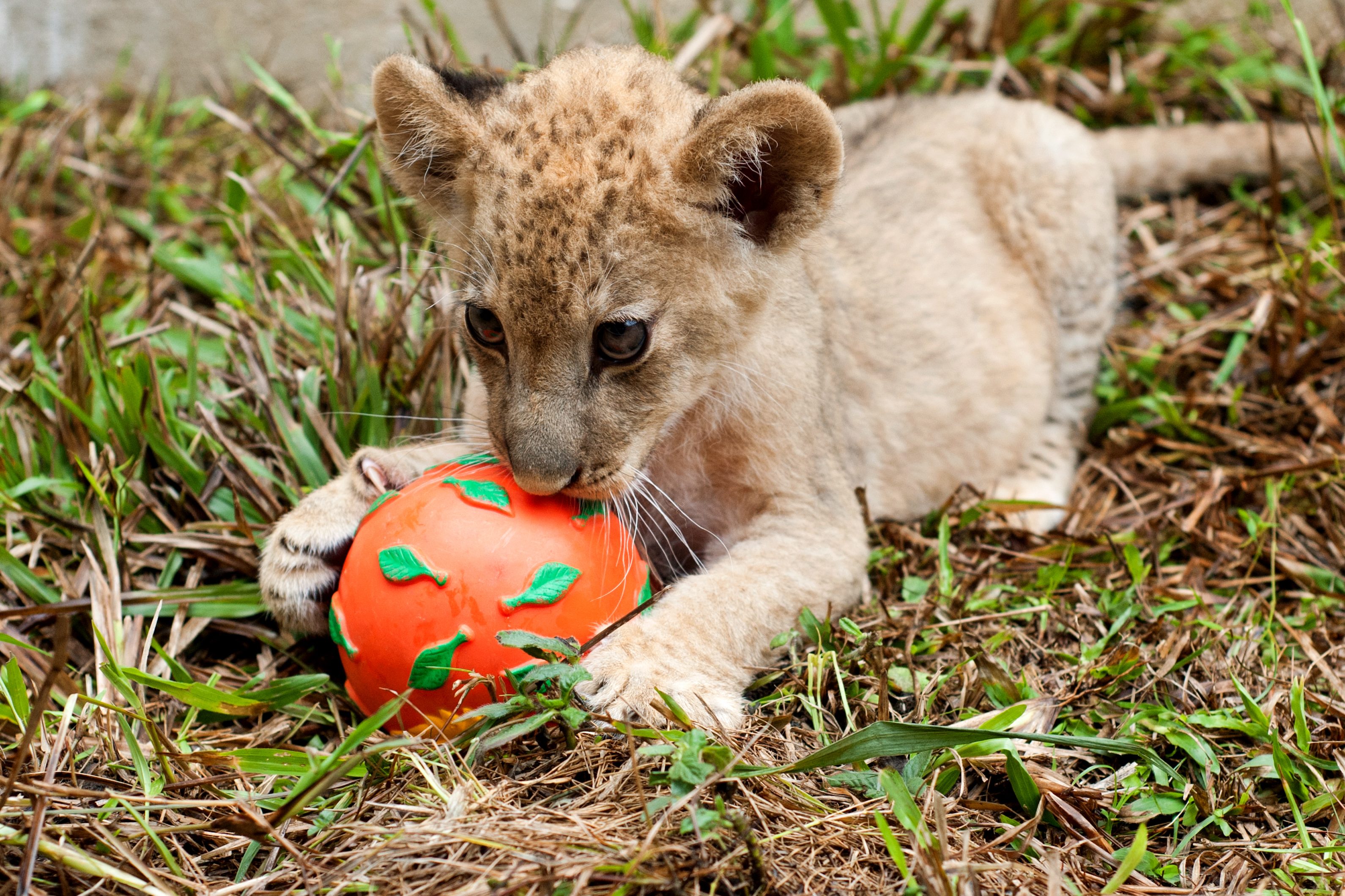 Bantú, el pequeño león
