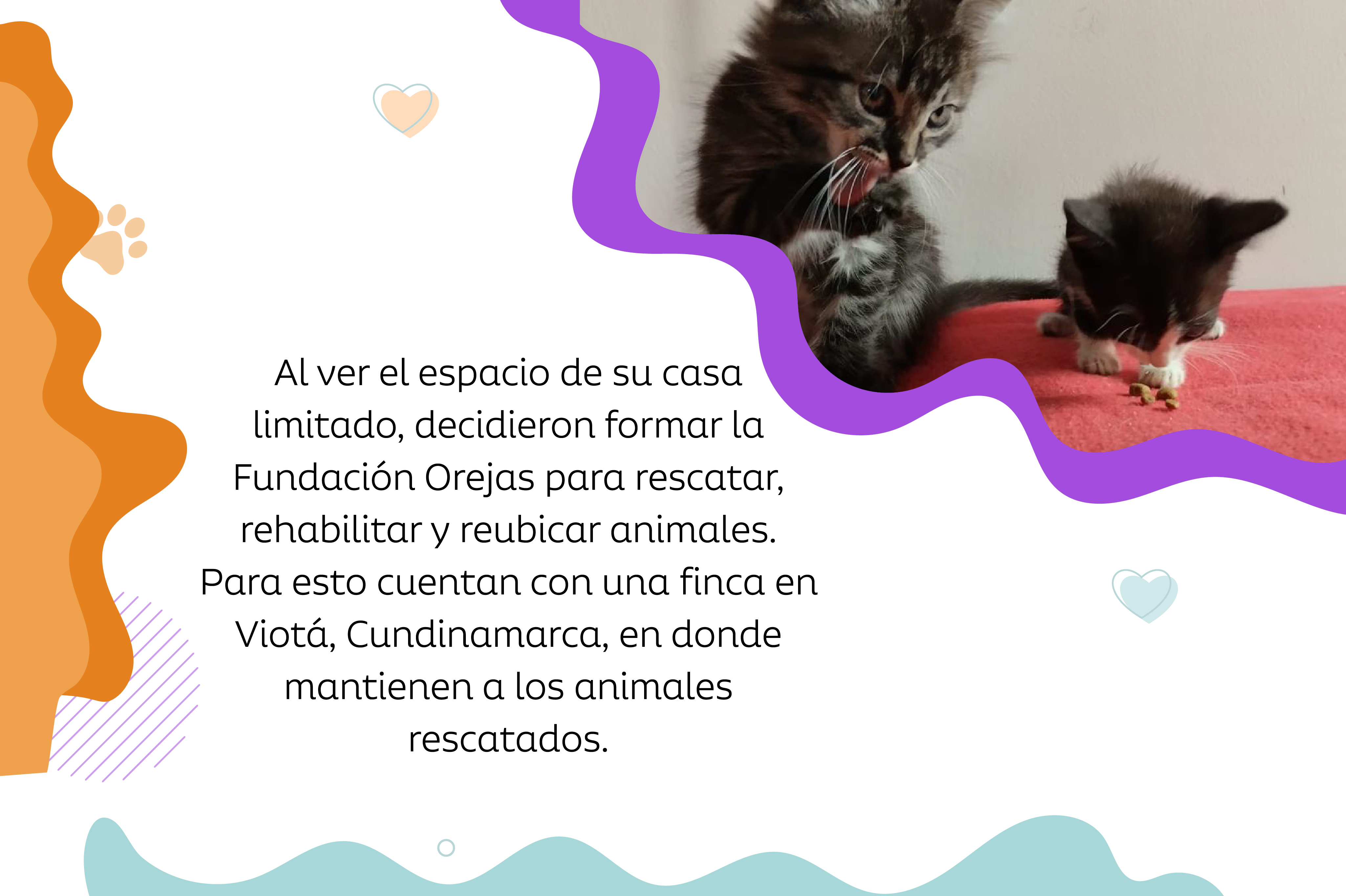 La iniciativa fue creciendo a medida que su casa se quedaba sin espacio para acoger más animales.