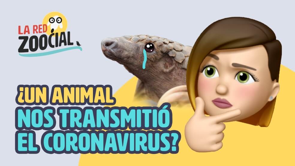 El pangolín, ¿culpable del coronavirus?
