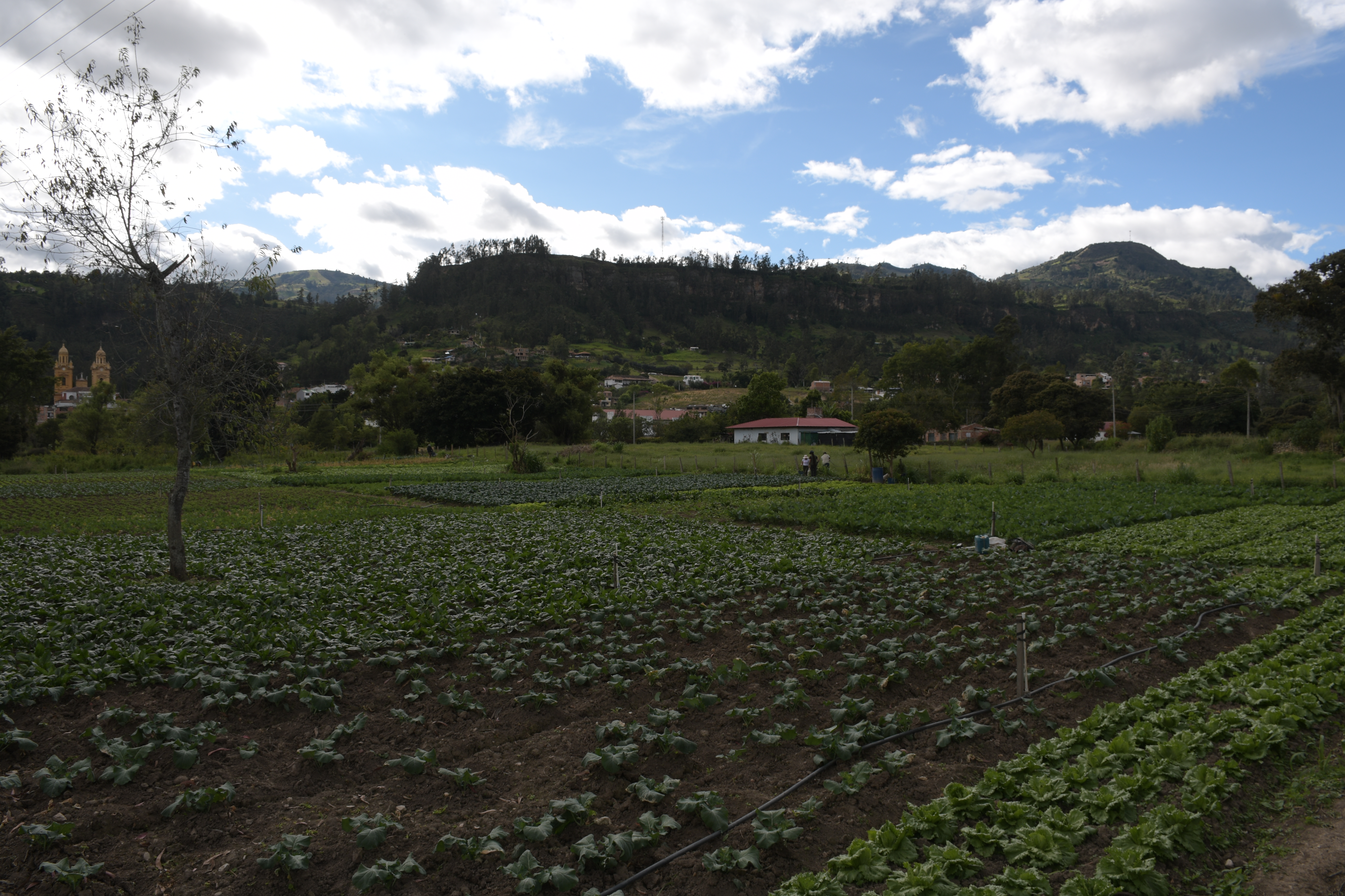 A los campesinos solo les han entregado 3.839 hectáreas: un 0.29% del total de tierras que tiene el Fondo.