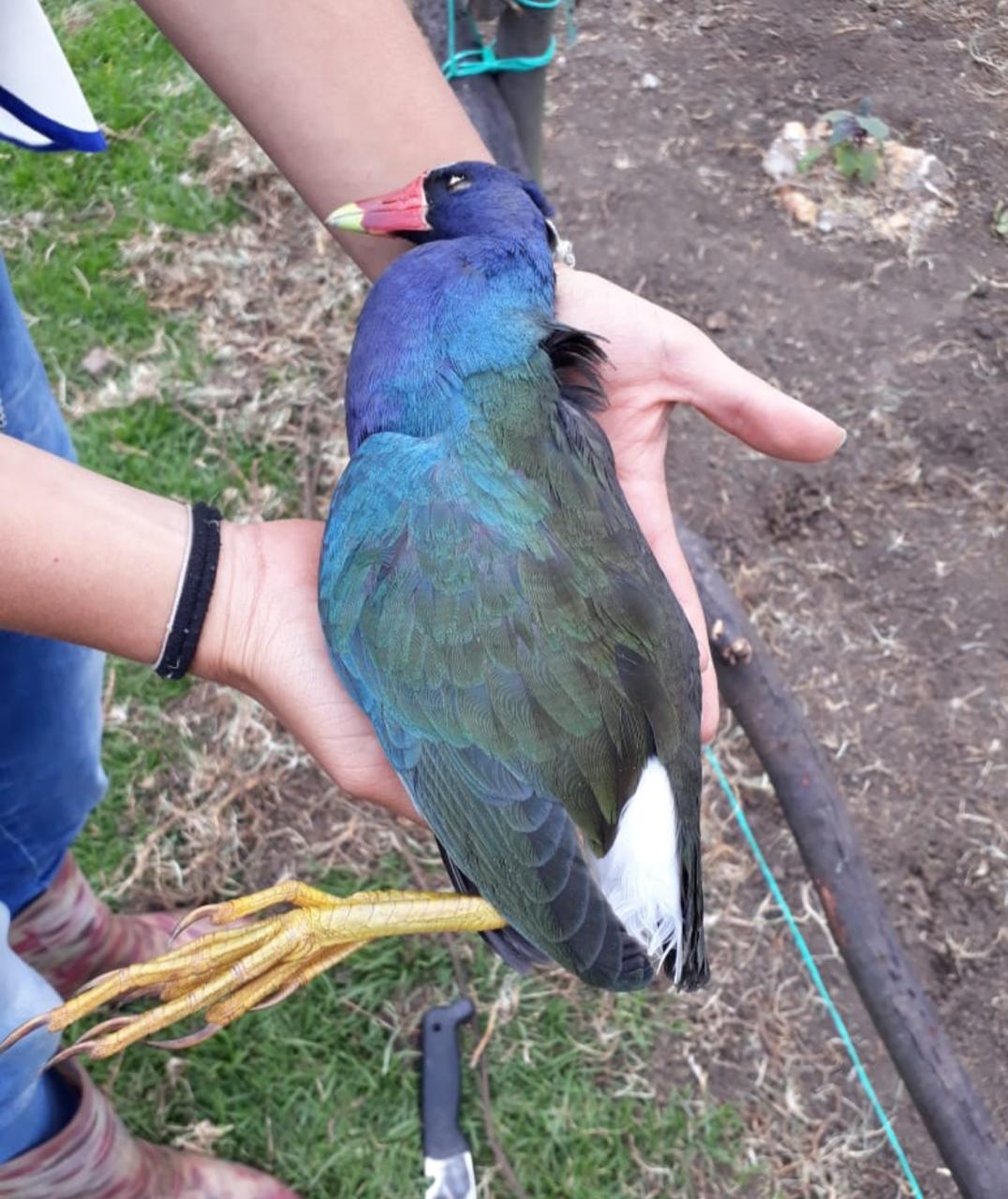 “Algo que no nos permitió un seguimiento muy detallado es no contar con los cadáveres de los cinco animales reportados por la comunidad, pues el fin es entregarlos a la entidad para nosotros hacer las necropsias respectivas y poder llegar a las causas que ocasionaron sus muertes”, puntualizó la subdirectora.