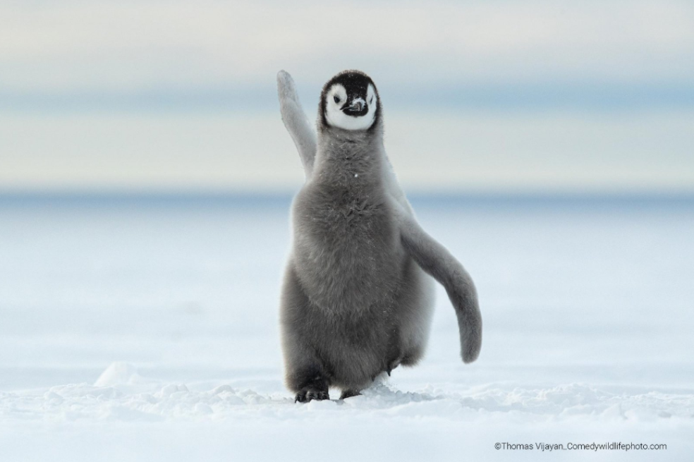 Happy Feet, de Thomas Vijayan.