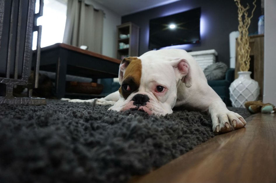 A la vez que aumentan mascotas tratadas con marihuana, sube número de intoxicadas
