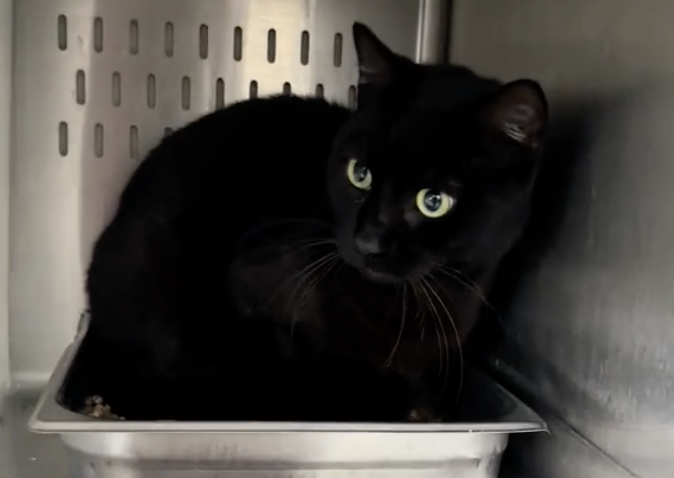 Chocolate, el gato que no para de recibir rechazo: vuelve al refugio por tercera vez