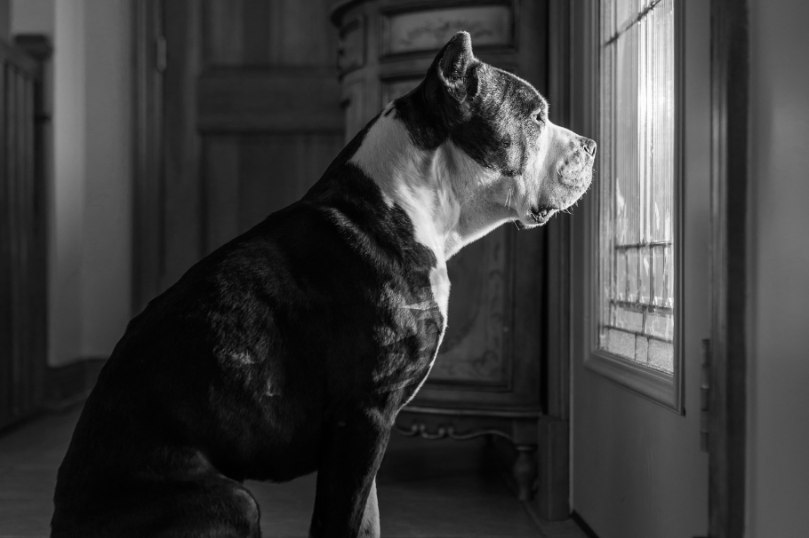 5 razas de perros que son buenos guardianes para cuidar la casa