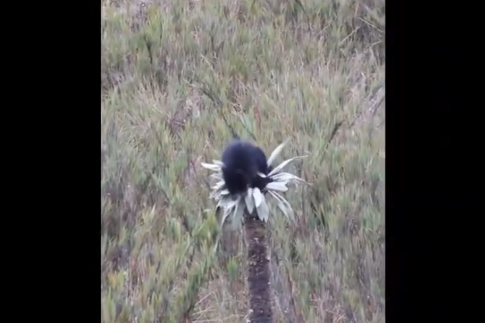 (Video) Graban a oso andino bebé jugando en Chingaza