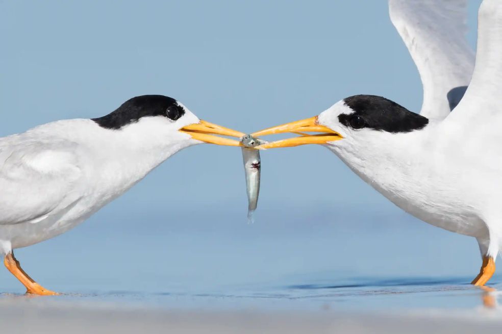 Las mejores fotos de aves en Australia en 2022