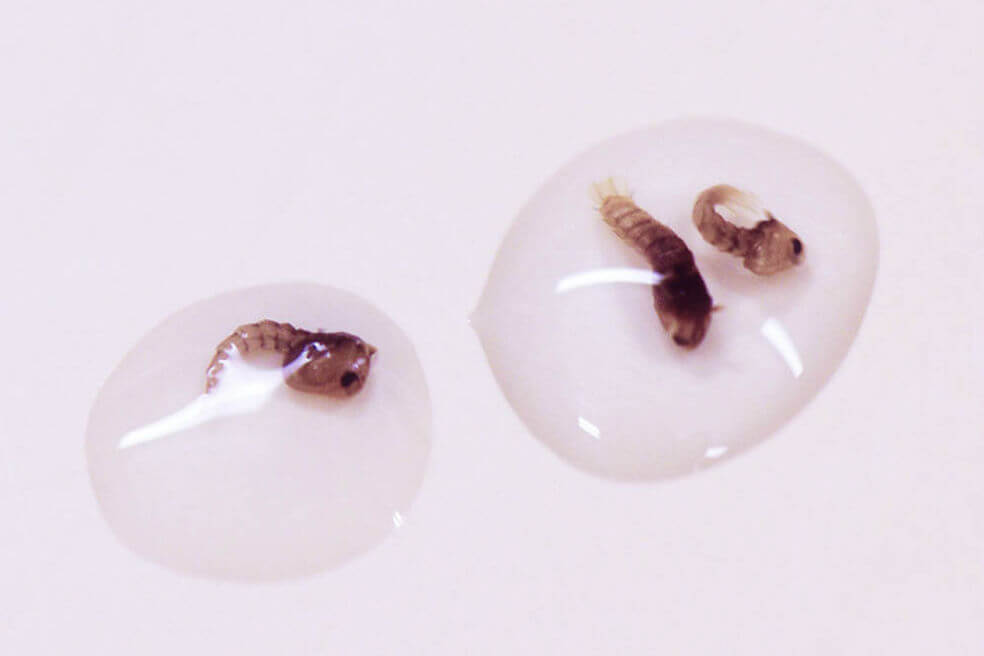 Larvas de Aedes aegypti en el laboratorio. / IAEA Imagebank/Scidev