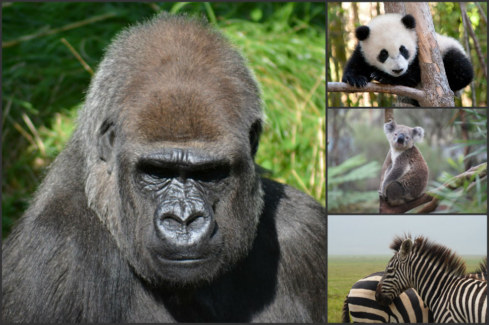 Los animales que podrían desaparecer