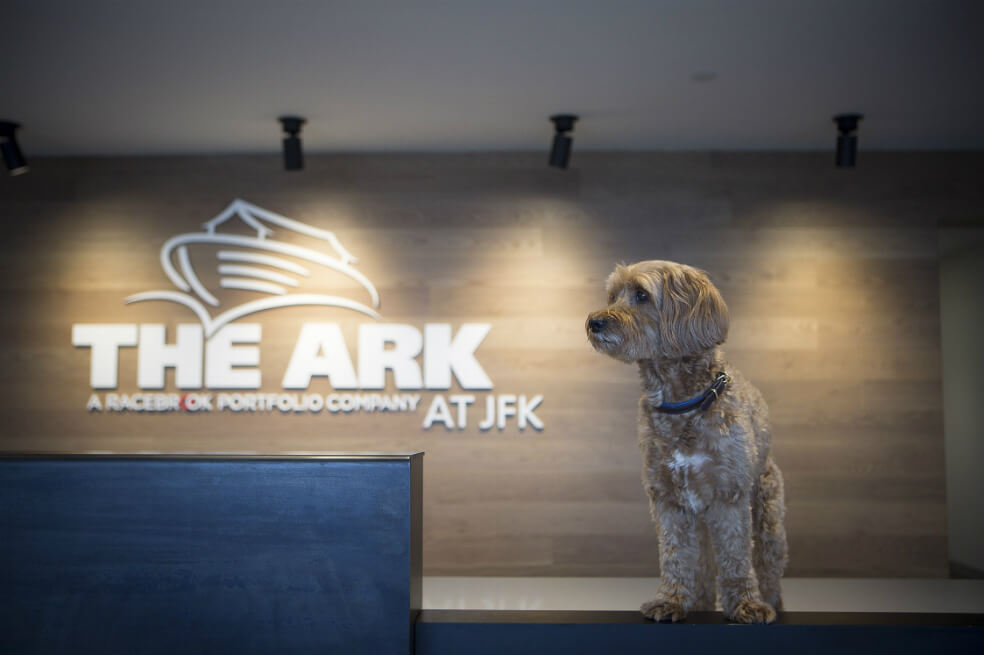 El aeropuerto JFK: un paraíso para los animales que vuelan a Nueva York
