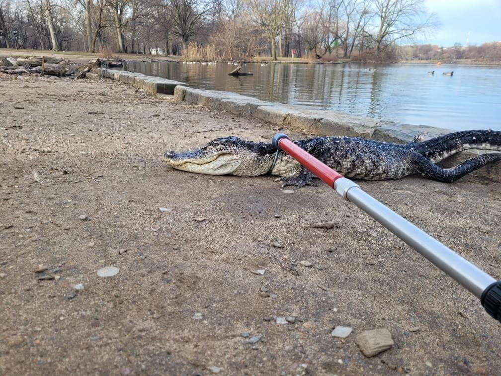 Capturan a caimán de más de un metro en un parque de Nueva York