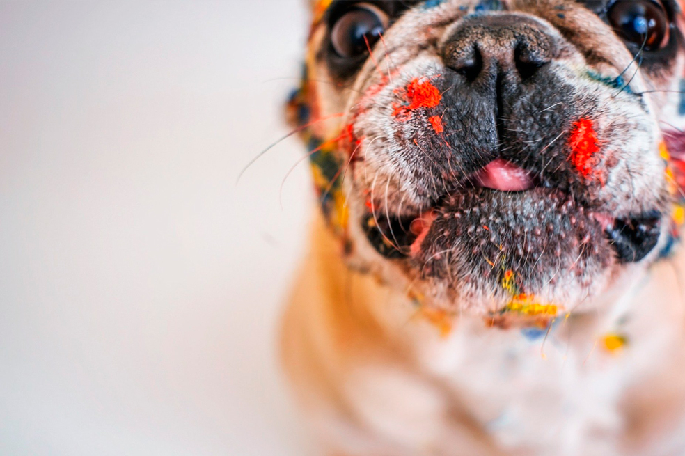 11 buenas razones para adoptar un perro