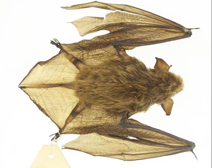 Colombia tiene ahora una nueva especie de murciélago