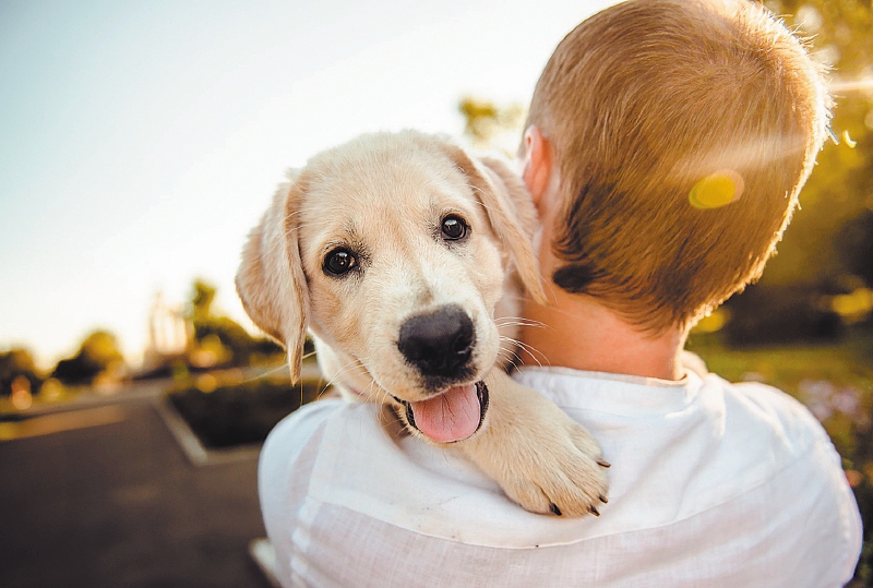 Top 3 de casos impactantes de maltrato animal del 2023