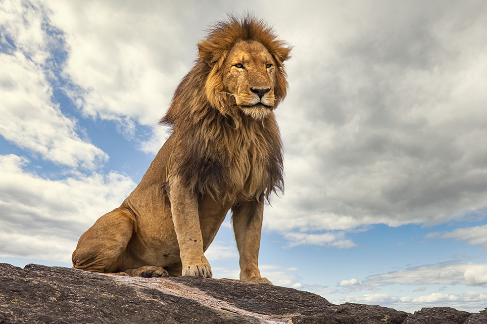 Soñar con leones simboliza la fuerza, la valentía y la sabiduría.