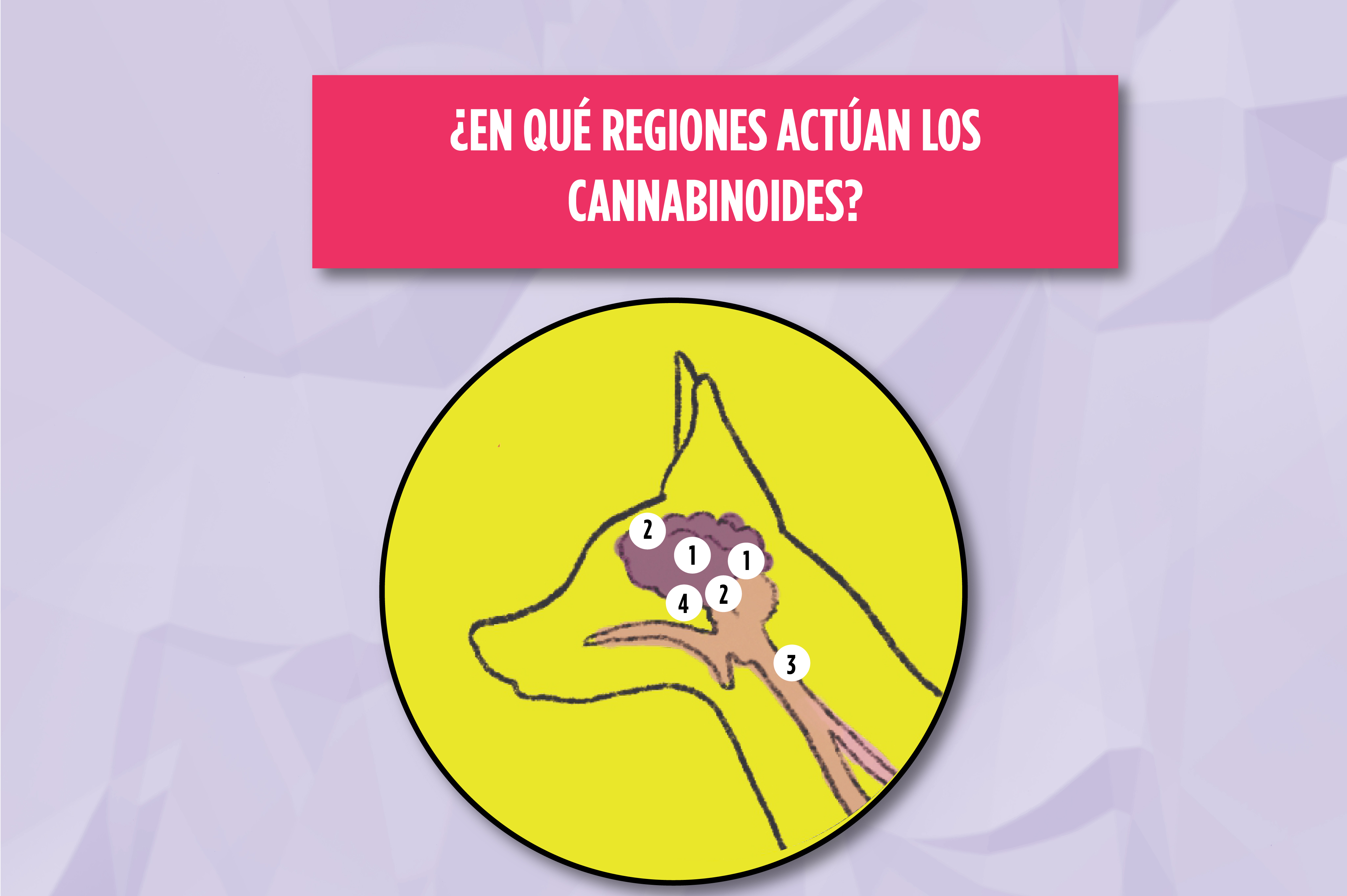 El sistema endocannabinoide es un sistema que está presente en mamíferos, algunos peces, anfibios y otros animales.