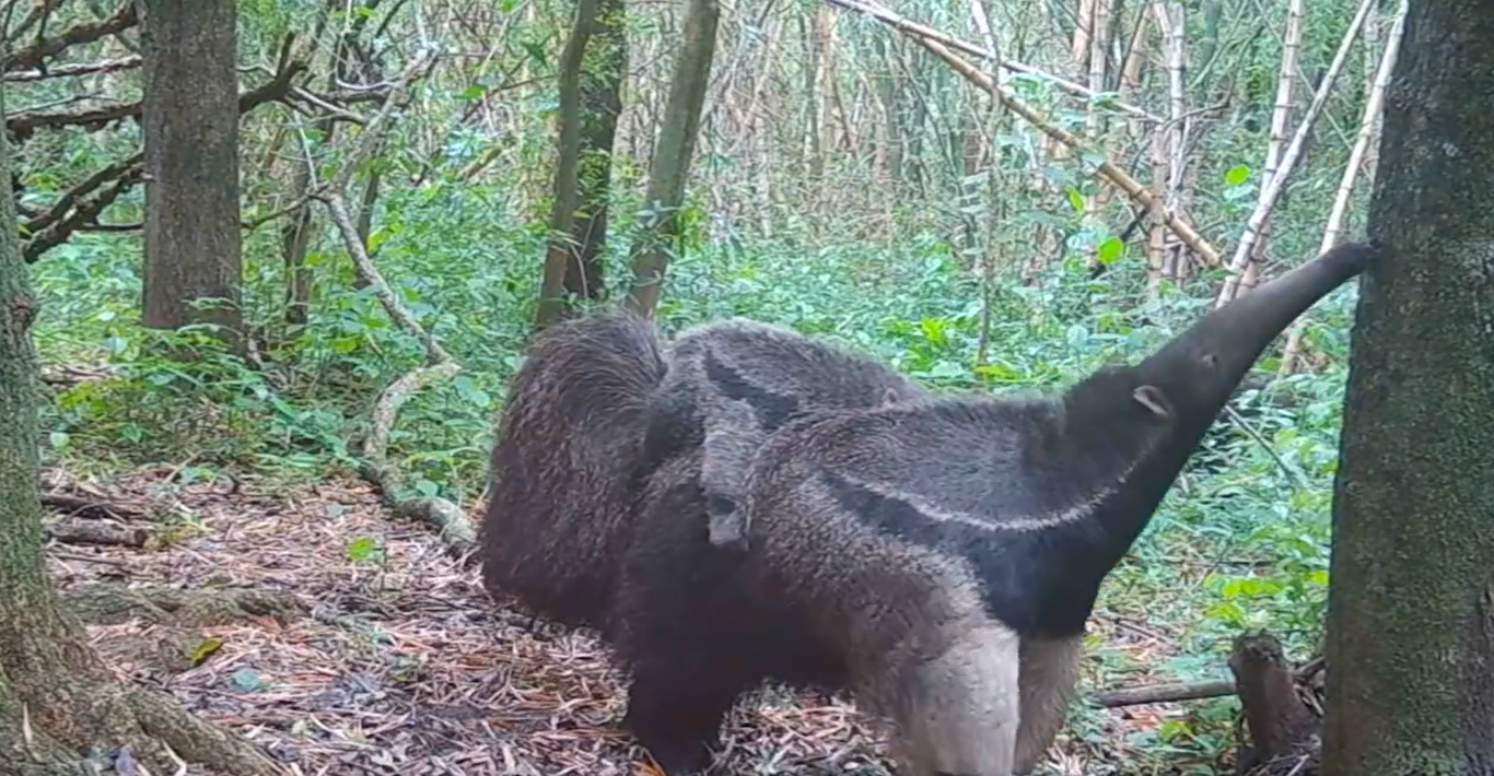 Después de 130 años, encuentran un oso hormiguero que se creía extinto en Brasil