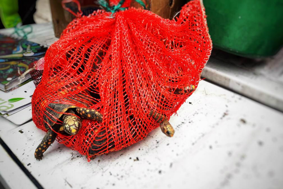 Rescatan 69 animales silvestres que iban a ser traficados en Bogotá