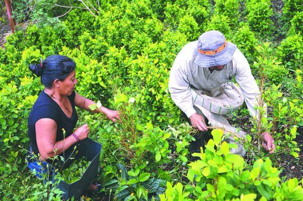Más de 230.000 familias campesinas dependen del cultivo de coca en Colombia