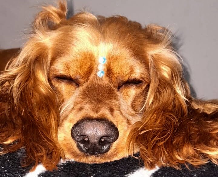 Denuncian muerte de perrita que habría sido ahorcada en una veterinaria en Bogotá