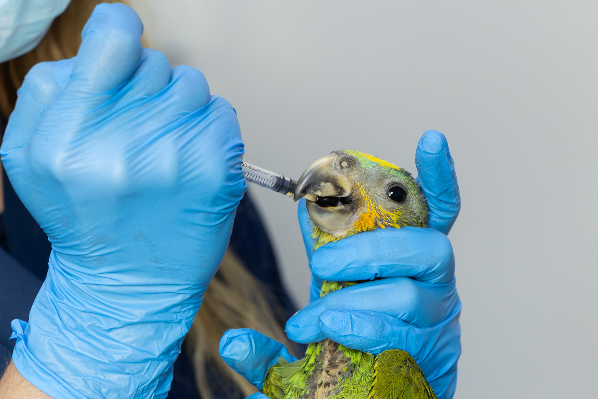 Loros decomisados