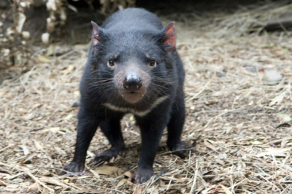 Descubren nuevo tipo de cáncer que amenaza a los diablos de Tasmania