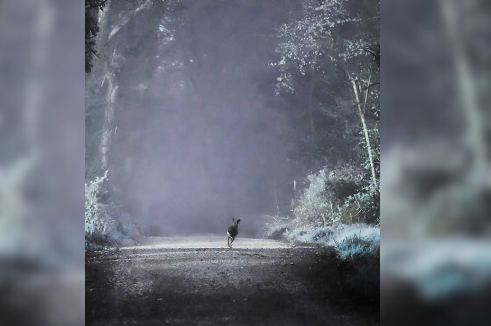 Fui al bosque de campanillas azules al amanecer para fotografiar ciervos. Había mucha niebla, era mágico y tranquilo. Me senté a esperar, escuchando el silencio (con hormigueo en las piernas), pero no había ciervos. De regreso, vi una liebre corriendo por el sendero. Me arrodillé y tomé una foto justo cuando llegaba al rayo de sol. La liebre, sin darse cuenta de mi presencia, se adentró en la luz como diciendo: “¡Este es mi mundo!”.