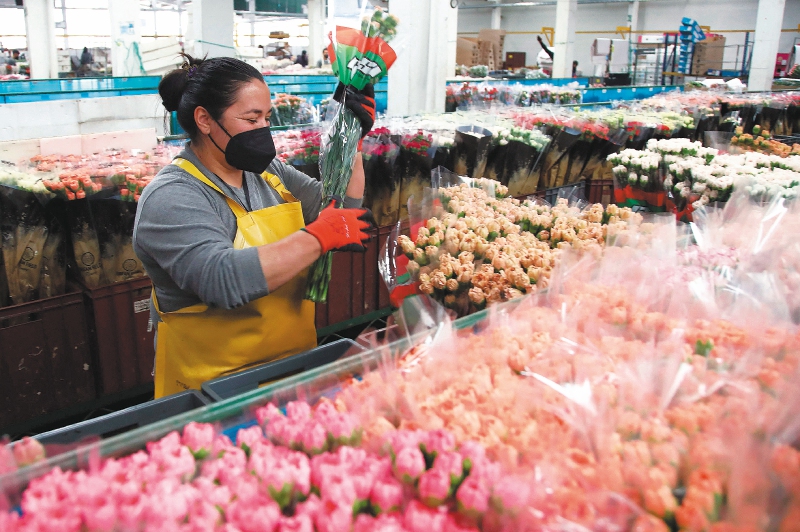 Floricultores colombianos llegan con ventas históricas a esta temporada de San Valentín