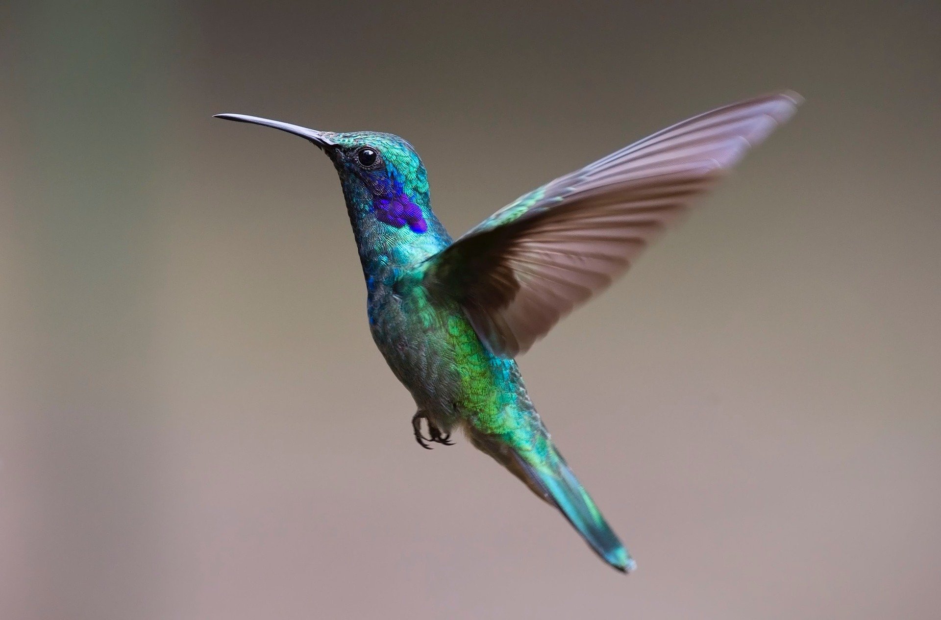 En Monserrate, en Bogotá, se pueden ver multitud de especies de colibríes.