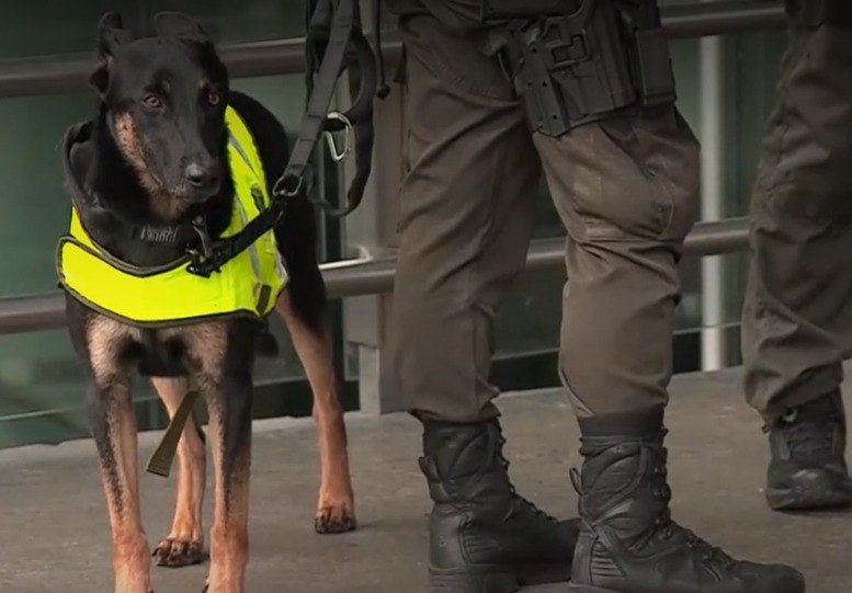 Así cuidan a Graco, el perro que ha incautado cerca de 90 kilos de droga