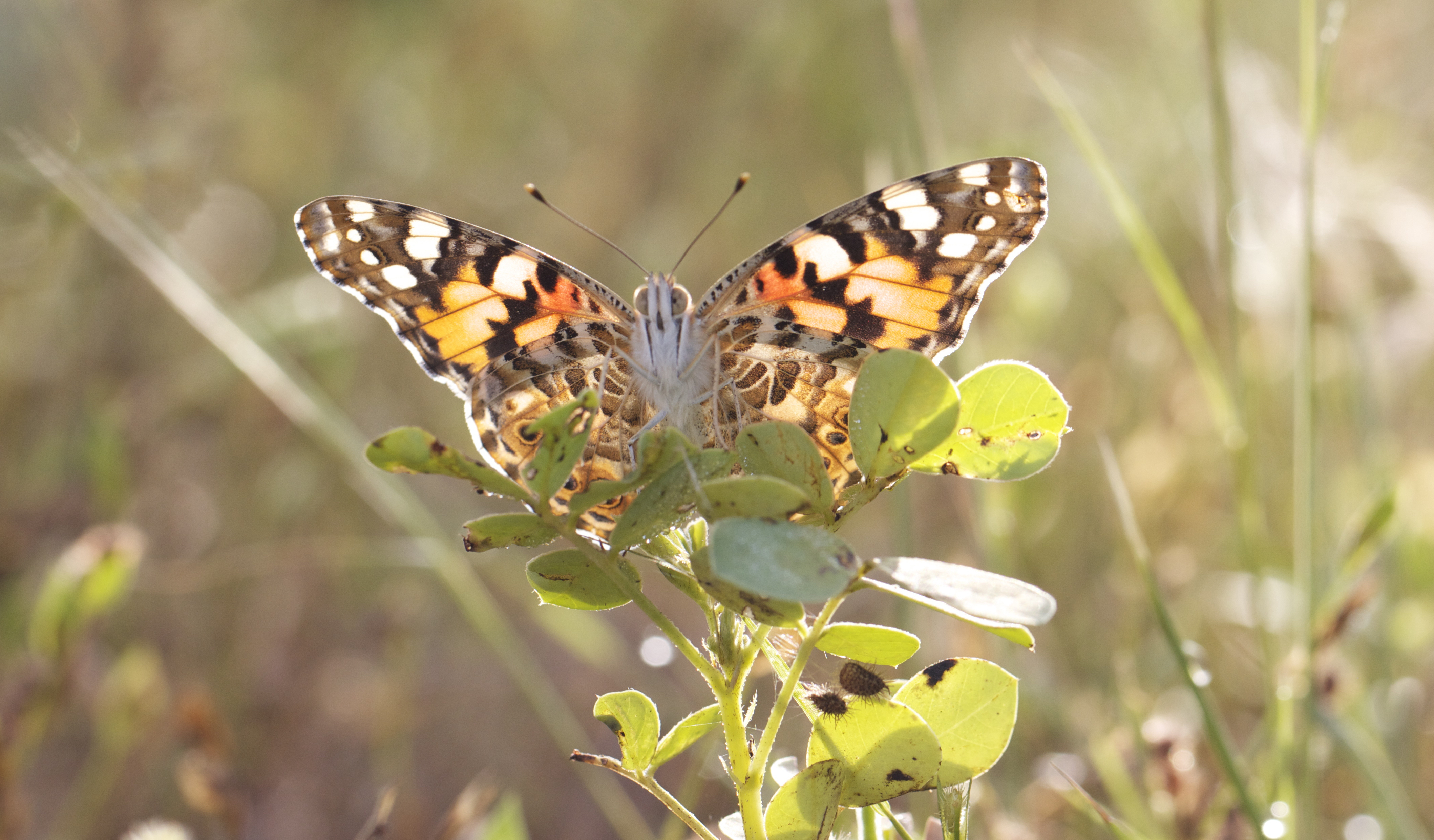 Una mariposa cardera a punto de emprender el vuelo. / Roger Vila