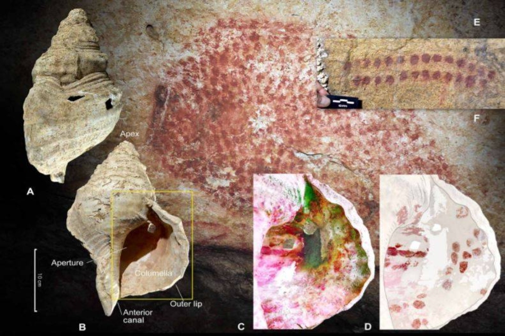 La decoración de la concha es similar a la encontrada en el interior de la cueva francesa.