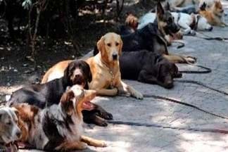 Antiguos dueños de predios adquiridos por IDU abandonaron a sus mascotas en el lugar