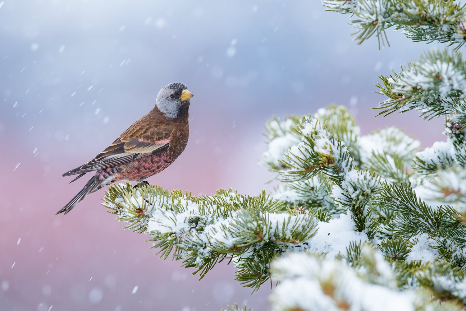 Alan Murphy, de Estados Unidos, ganó el premio a Mejor retrato por su fotografía, titulada "Rosa de invierno". Esta categoría busca galardonar a imágenes en las que se vean aves perfiladas, en su hábitat natural, con lo detalles de su plumaje claramente definidos.
