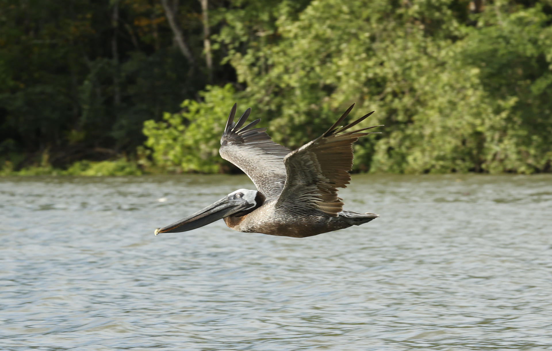 Las aves no se limitan a volar