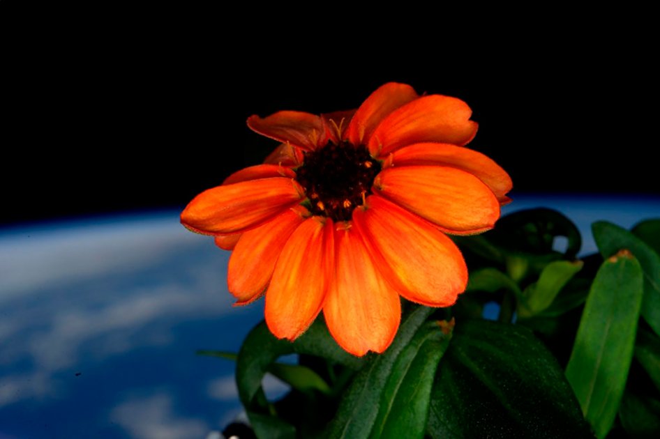 La primera flor cultivada en el espacio hace su debut