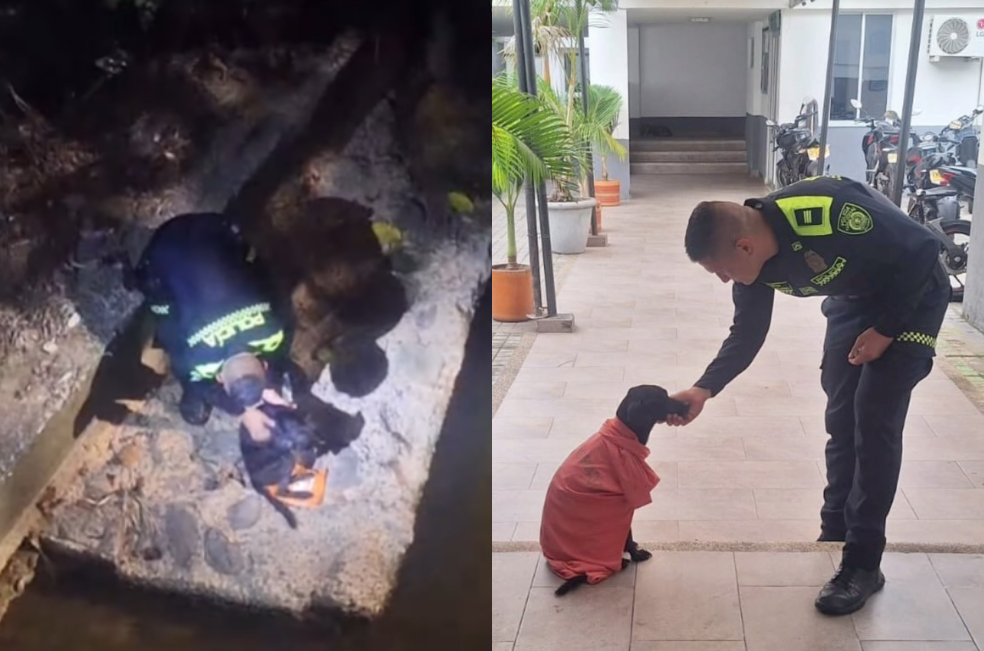 (Video) Policía rescata a un perrito abandonado debajo de un puente en Melgar